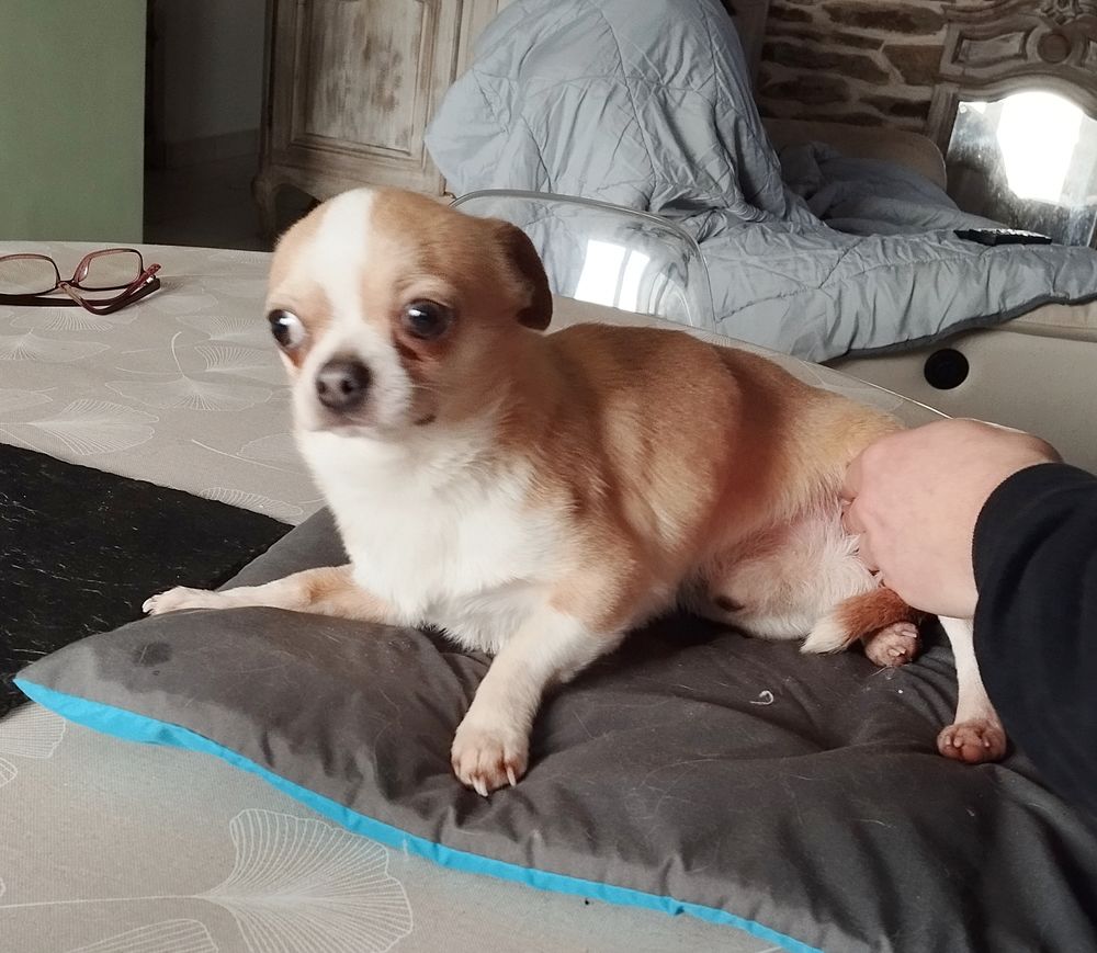 Chihuahua m&acirc;le 600 56140 Tr�al