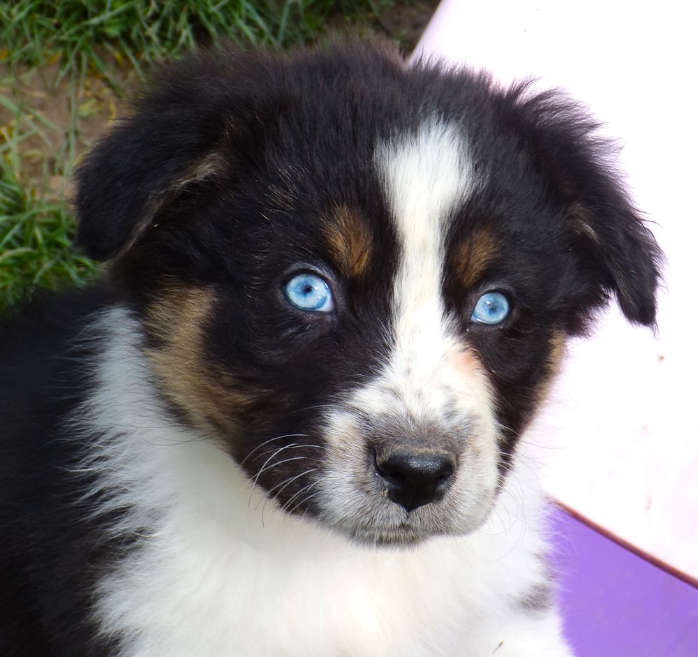 superbes  bergers australiens 500 81140 Castelnau-de-montmiral