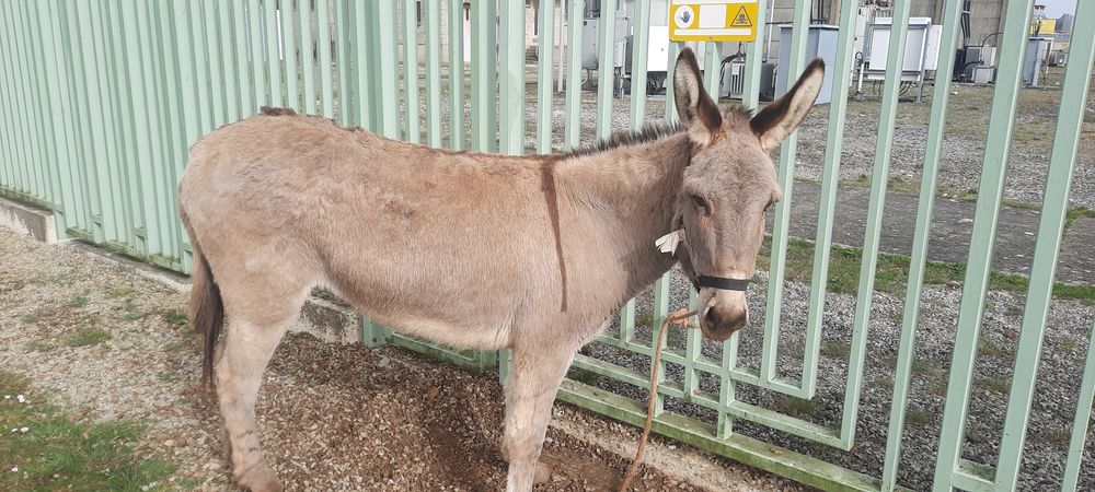 &Acirc;nesse cotentine 820 61000 Alen�on