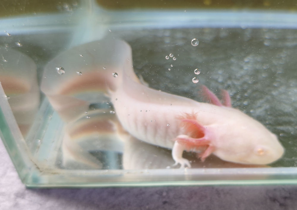 AXOLOTL Albinos 40 74200 Thonon-les-bains