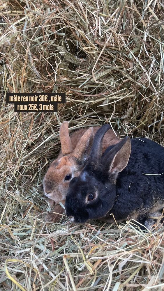 Lapin(e) rex nains 25 60420 Maignelay-montigny