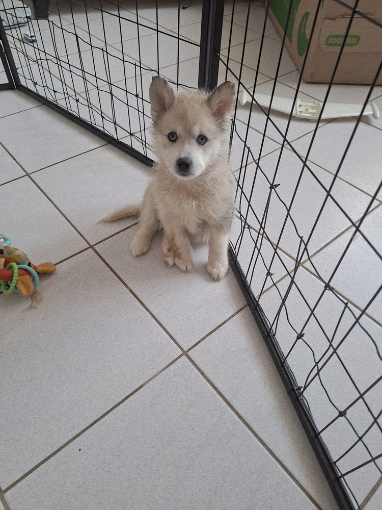 Chiots pomsky 700 88300 Mont-l�s-neufch�teau