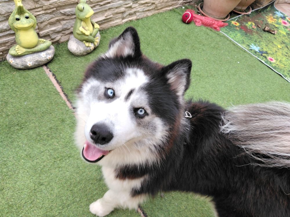 Bonjour, j ai un tr&egrave;s beau m&acirc;le husky poils longs, 400 83200 Toulon