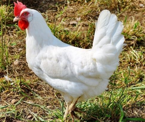 Poule Azur, noirans 40 78910 Orgerus