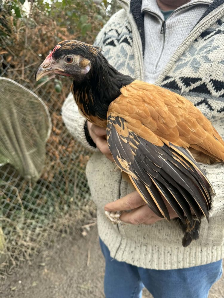 Poules+vorwerk 55 78910 Orgerus