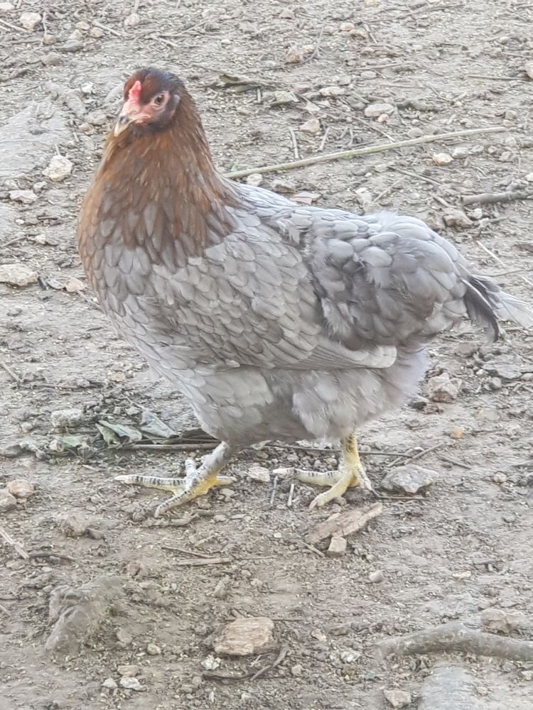 Poules+olives... 50 78910 Orgerus