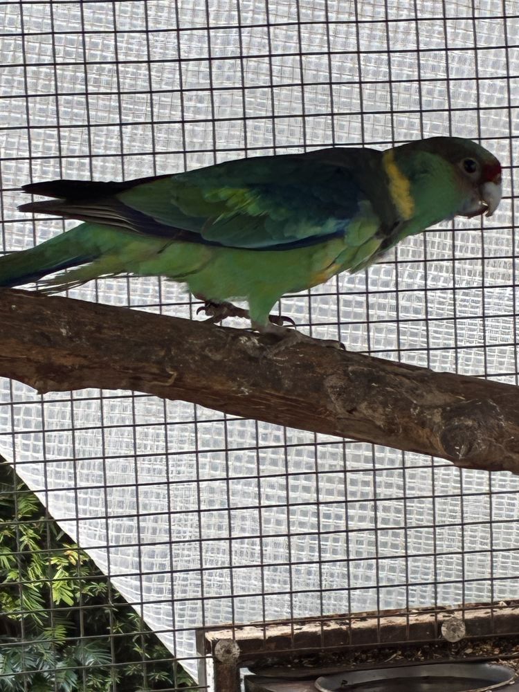 Perruche de Barnard porteur bleu 90 68730 Blotzheim