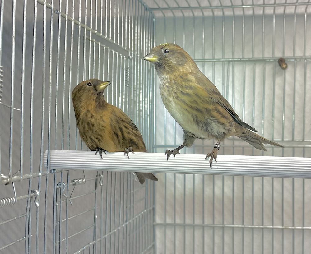 Tr&egrave;s Beau Couple Form&eacute; De Sizerin Cabaret Cobalt Bagu&eacute; 2025 149 94450 Limeil-br�vannes