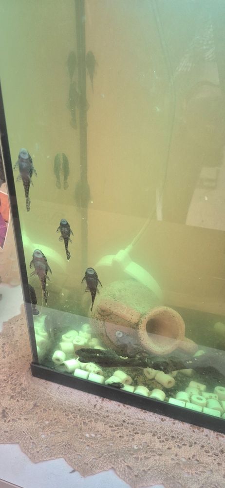 ancistrus 1 91400 Orsay