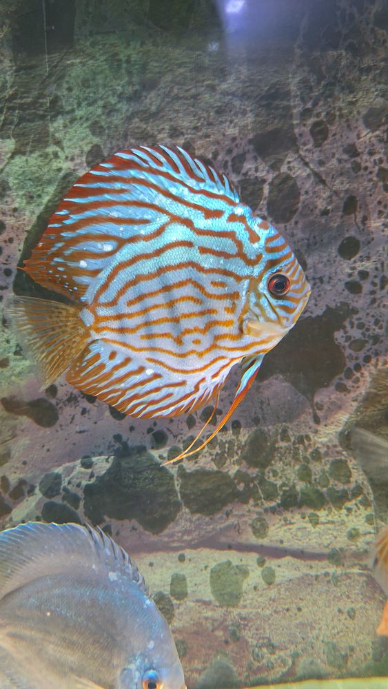 Discus eau robinet 10 44120 Vertou