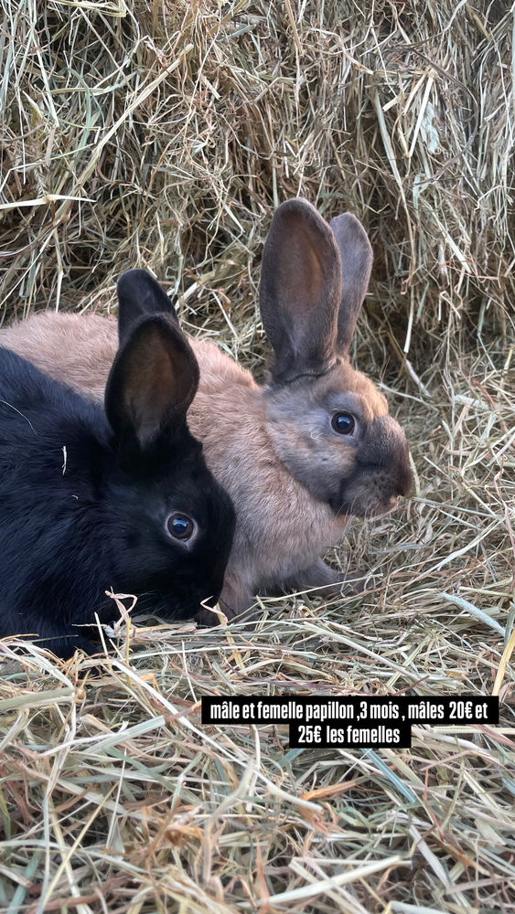 Lapin papillon 20 60420 Saint-martin-aux-bois