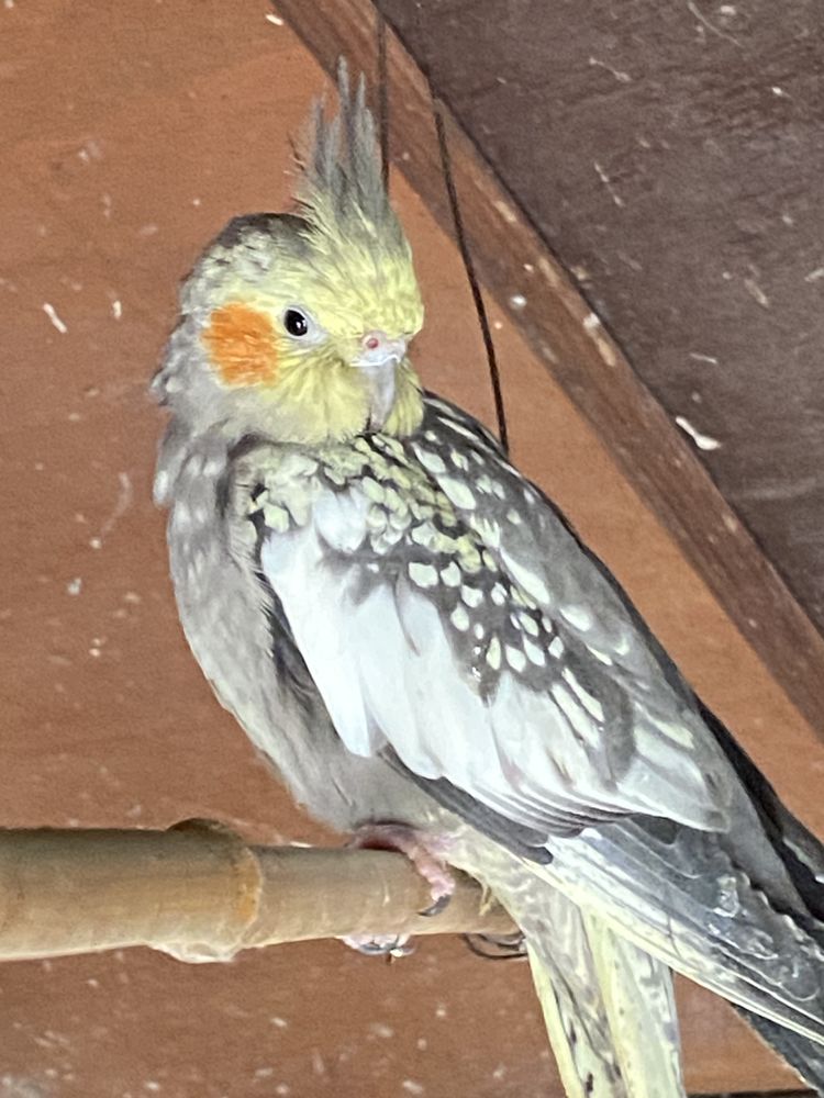 Kalopsittes 25 91690 Arrancourt