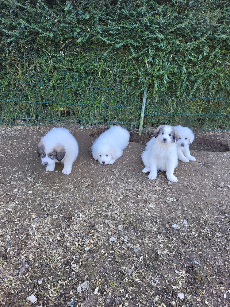 Chiots montagne des Pyr&eacute;n&eacute;es  500 02540 Viels-maisons