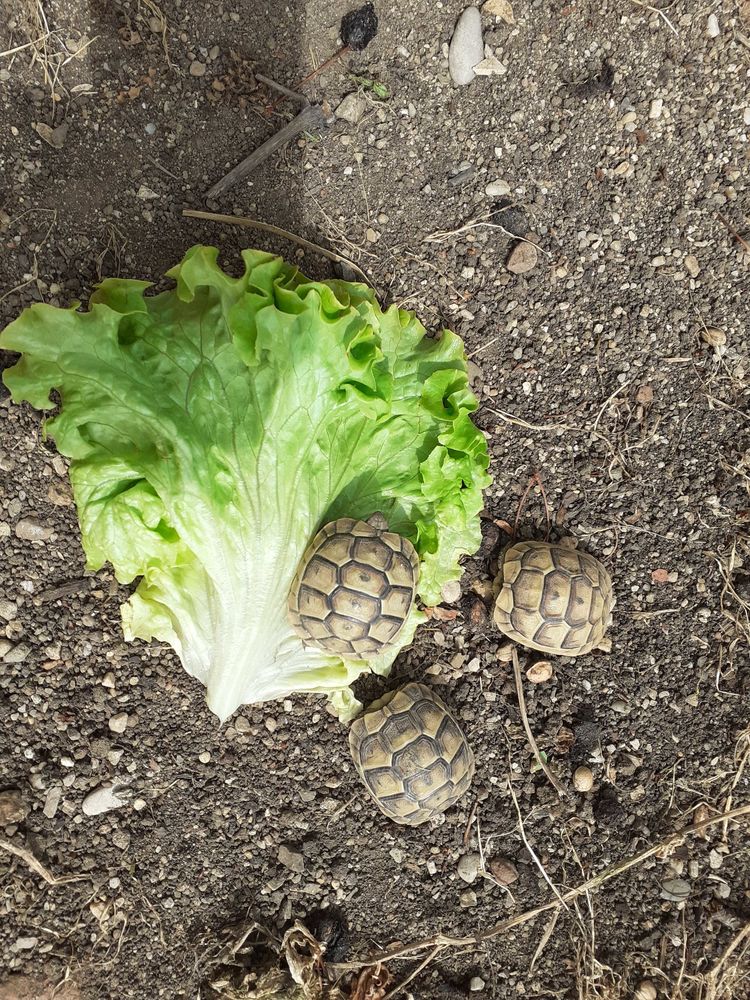 juveniles 40 34450 Vias