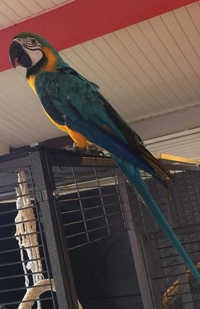 Ara jaune et bleu 1800 33112 Saint-laurent-m�doc