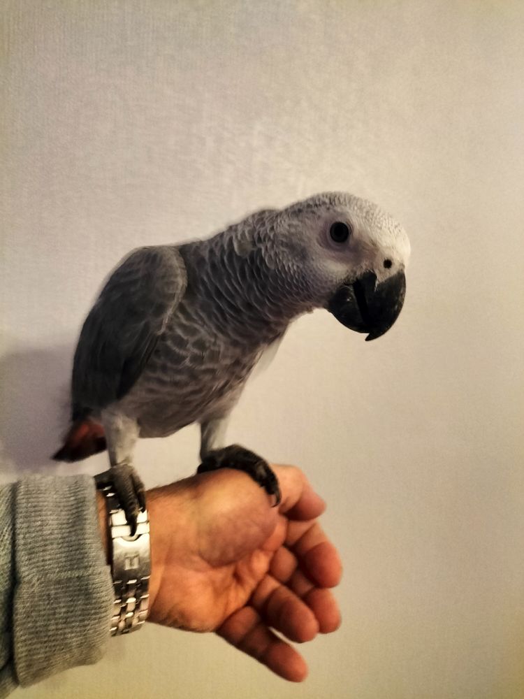 &Eacute;leveur capacitaire perroquet gris du gabon mal  au 1200 29820 Guilers