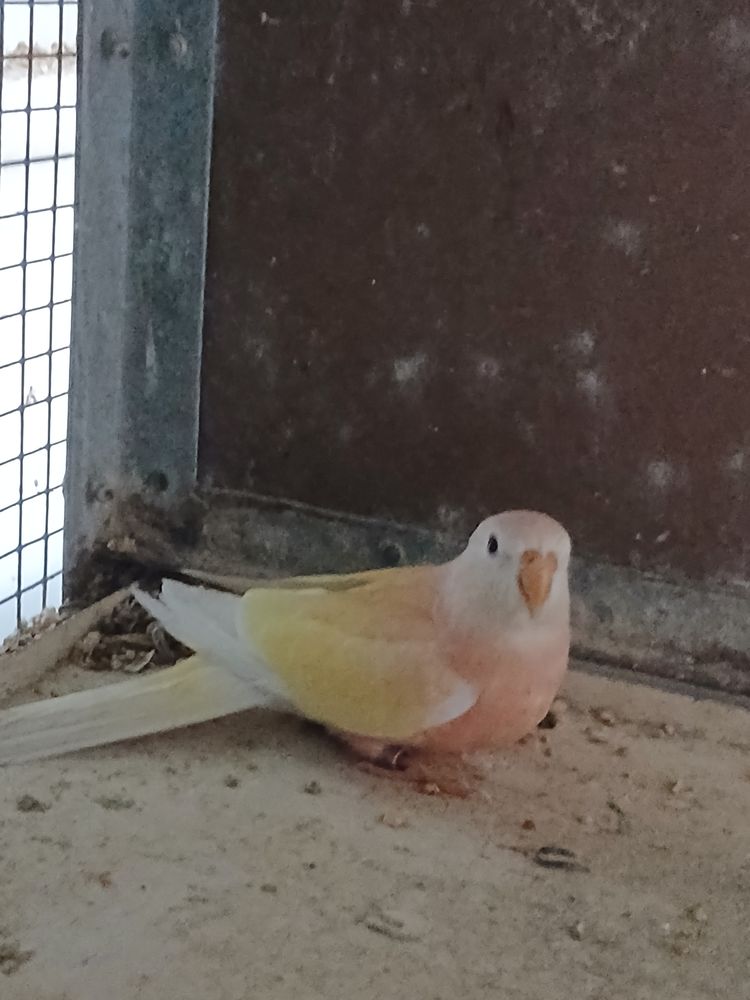 Perruche de bourke femelle 50 44150 Ancenis