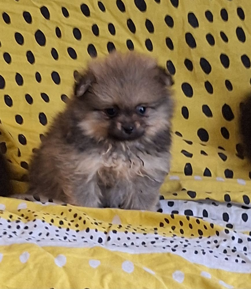 chiots spitz non lof 1300 65130 Capvern