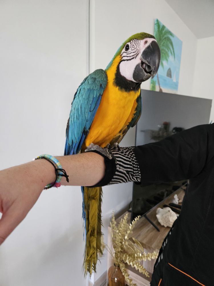 Perroquets Ara ararauna femelles &eacute;lev&eacute;es main test&eacute; maladies 1300 71580 Beaurepaire-en-bresse