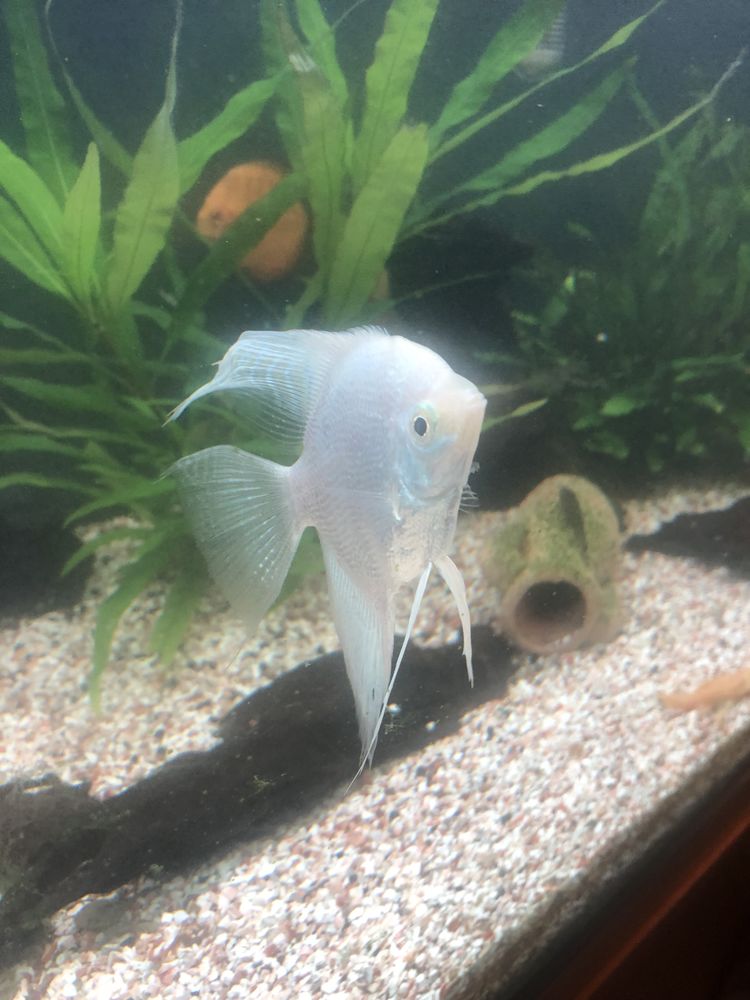 Scalaires 15 69200 V�nissieux