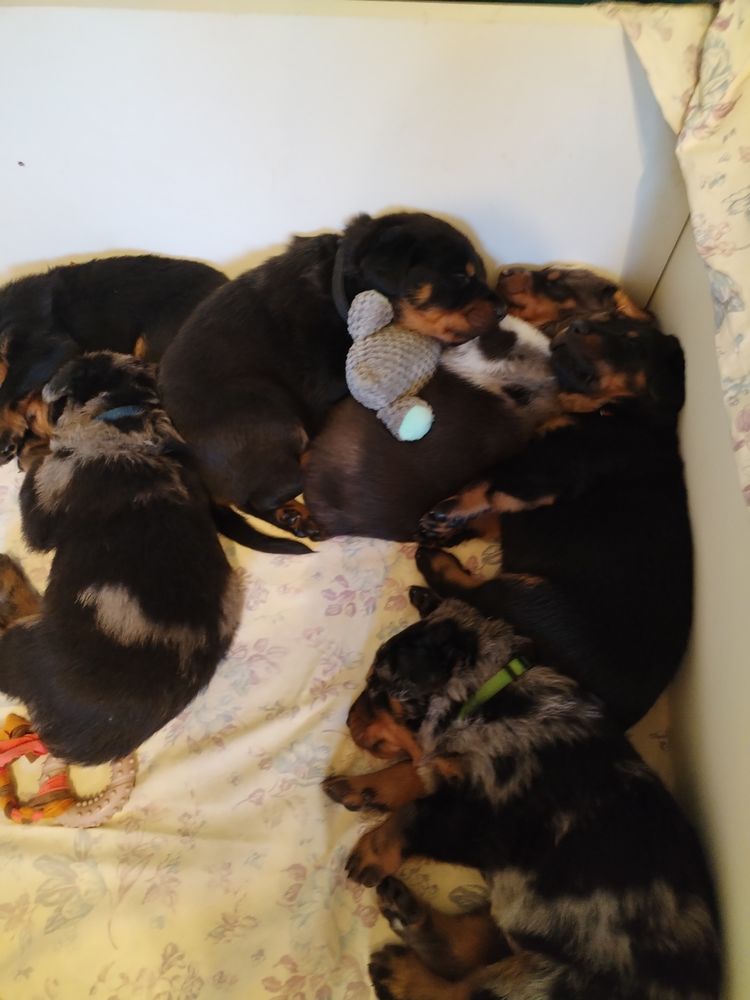 &Eacute;levage des rubtoz, 
Vent beau chiots m&acirc;le 1000 14340 Le fournet