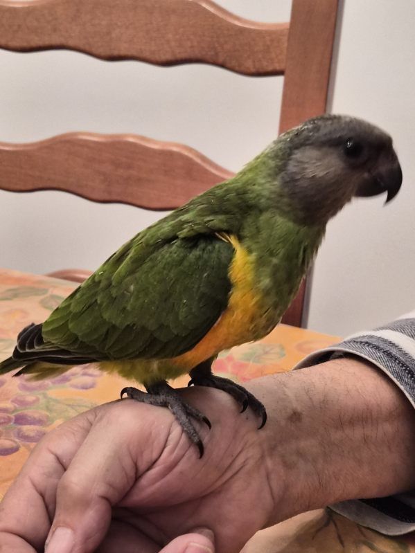 youyou du senegal 500 13129 Salin de giraud