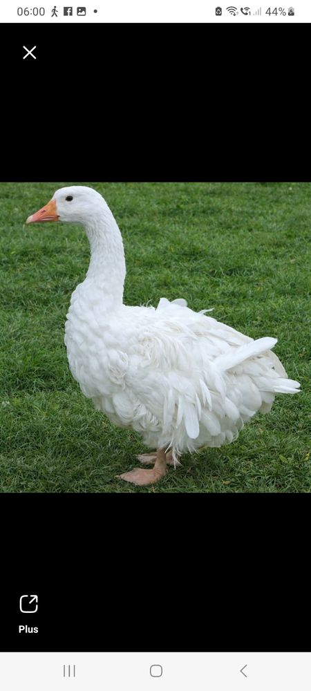 Poussins. ?ufs oisons 2 58130 Saint-martin-d'heuille