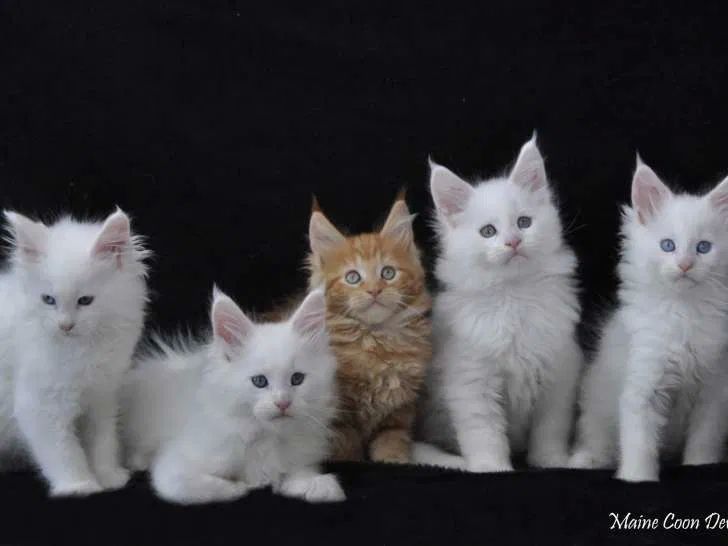 Adorables chatons Maine Coon LOOF &agrave; r&eacute;server 1600 78970 M�zi�res-sur-seine