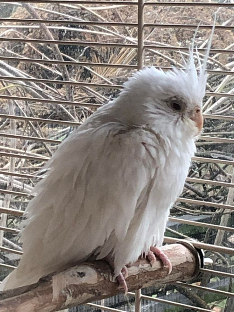 Calopsitte m&acirc;le 0 77131 Touquin