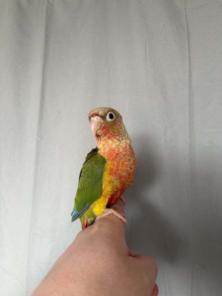 Conure eam 165 59253 La gorgue