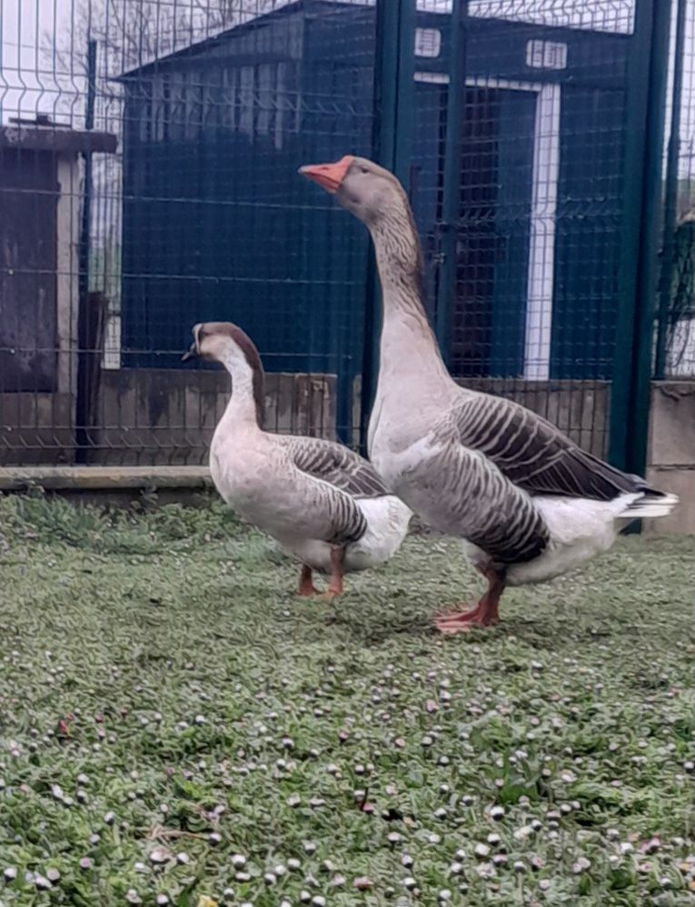 Jar 50 38690 Belmont