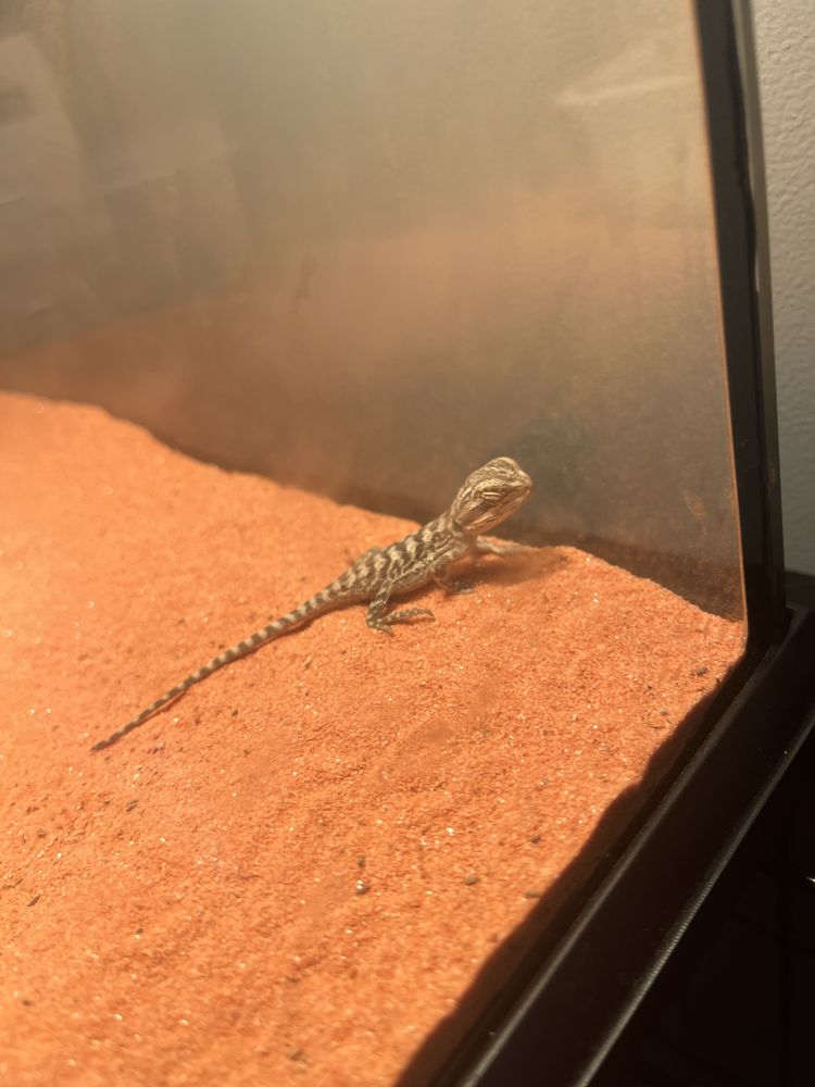 B&eacute;b&eacute;s pogonas vetticeps 30 93330 Neuilly-sur-marne