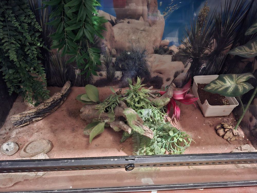 grand terrarium pour gecko ou grand l&eacute;zard 180 76620 Le havre