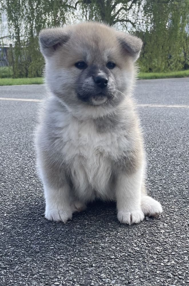 Magnifiques chiots akita inu - disponibles 1200 44710 Port-saint-p�re