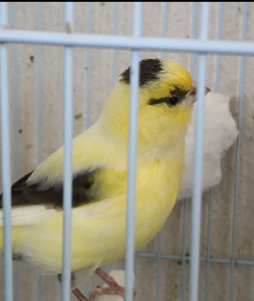 Canaris 20 34500 B�ziers