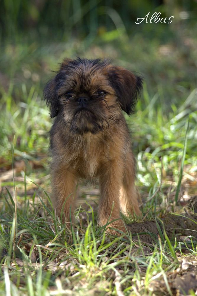 Griffon bruxellois Lof 1800 32000 Auch