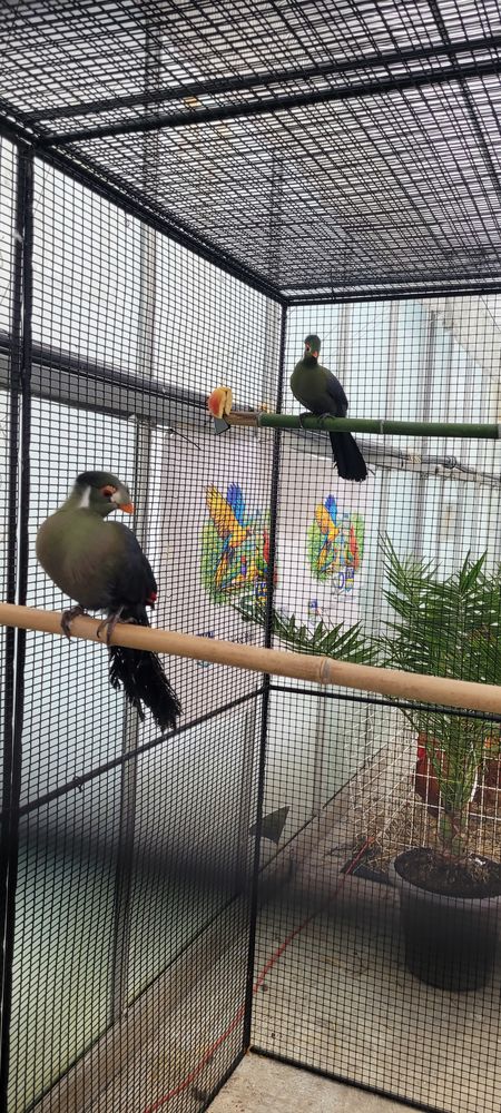 Touracos joue blanche 180 41400 Montrichard