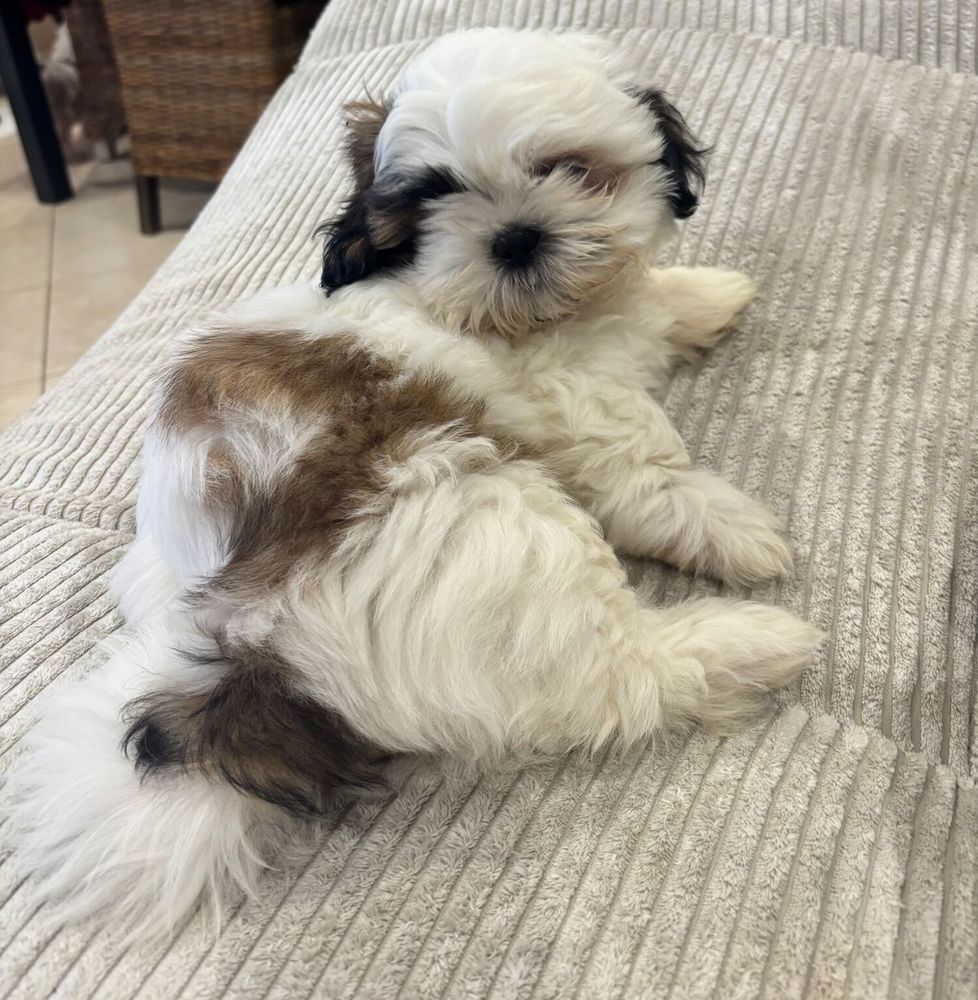 Adorables chiots Shih-tzu 900 67870 Griesheim-pr�s-molsheim