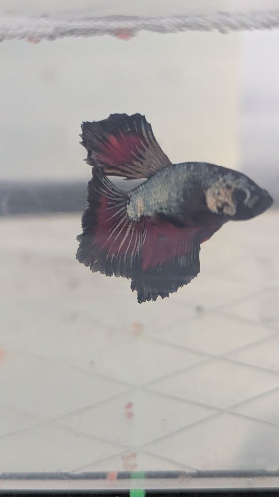 Betta spenders 2 80820 Arrest