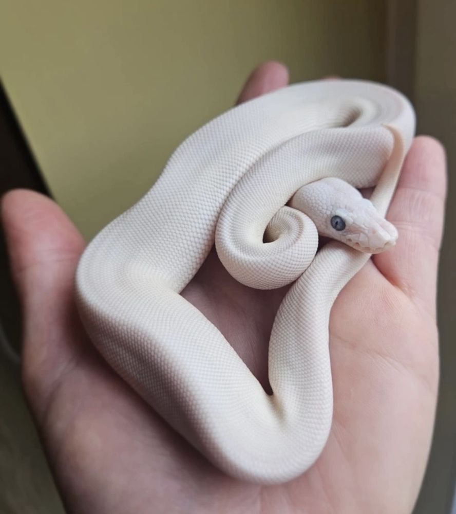 Python femelle Leucistic 250 10000 Troyes