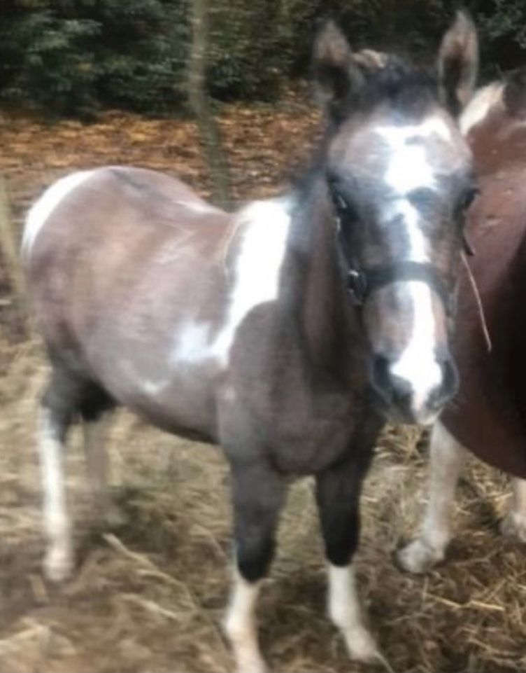 PEPITHO 
OC - PAINT HORSE APHA 1800 35000 Rennes