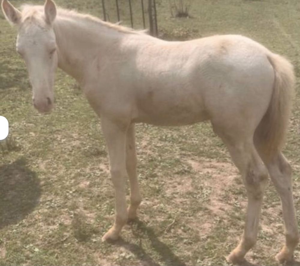 PIKHASSO
N&egrave; en 2025 cheval CR&Egrave;ME FRAN&Ccedil;AIS 2000 35000 Rennes