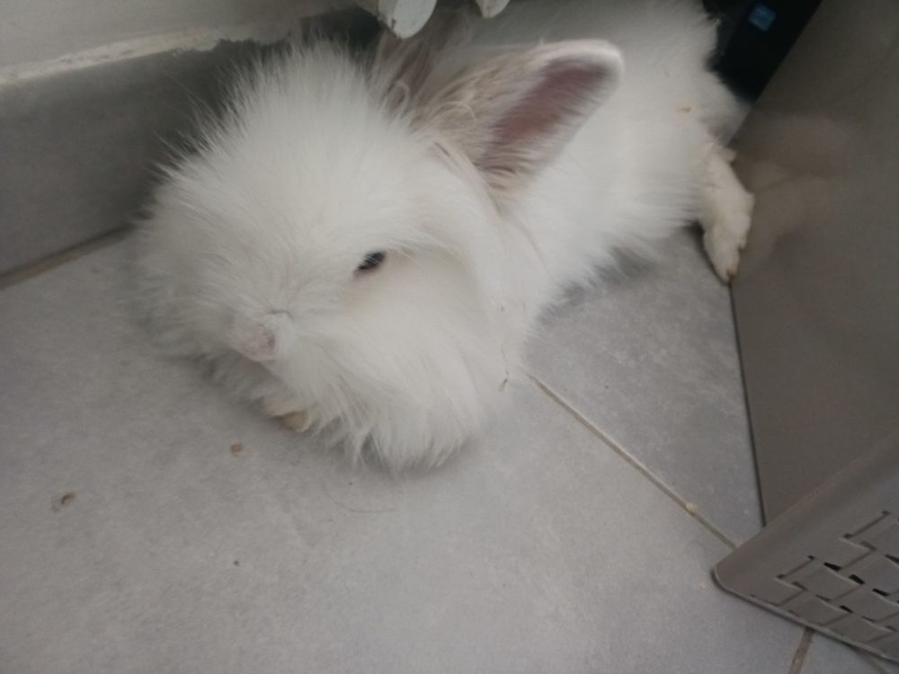 Lapin nain angora 7 mois 25 13190 Allauch