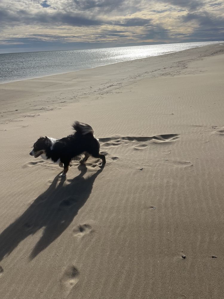 Berger Australien  0 11100 Narbonne plage