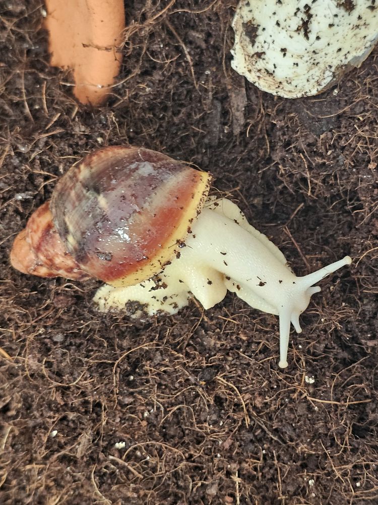 Escargots g&eacute;ant d'Afrique, Archachatina rhodostoma 10 68128 Village-neuf