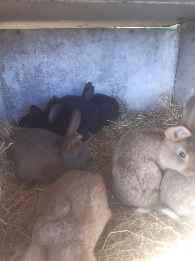 Lapins de clapier 20 29710 Ploz�vet