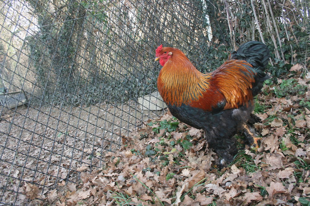 Oeufs fecond&eacute;s poules Brahma 0 01390 Ranc�