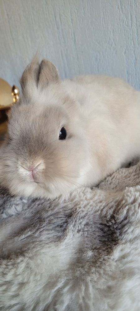 lapin nain 30 50220 Marcilly