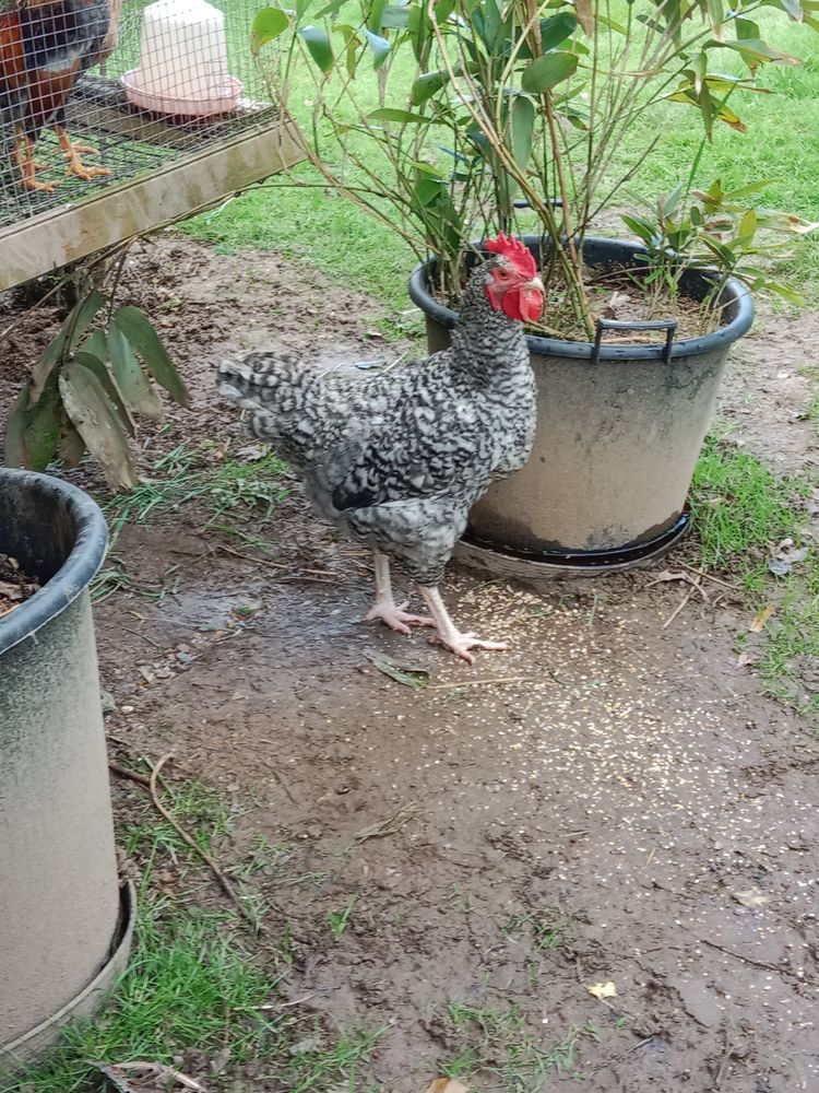 Coq coucou de Rennes 20 56350 Rieux