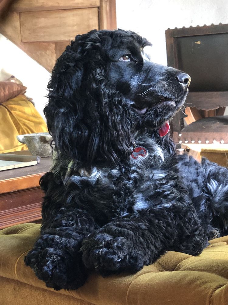 Superbe male cocker anglais LOF pour saillie 450 68400 Riedisheim